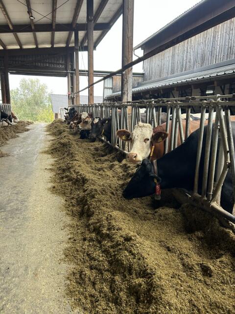 Kühe in Milch FL HF RH