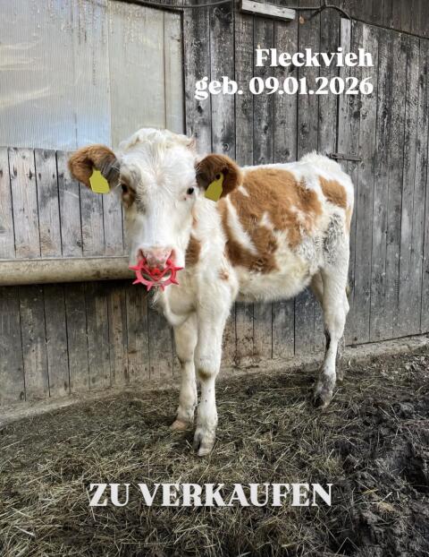 BIO Kalbinnen zu verkaufen