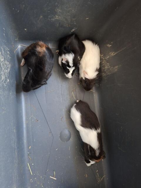 Meerschweinchen