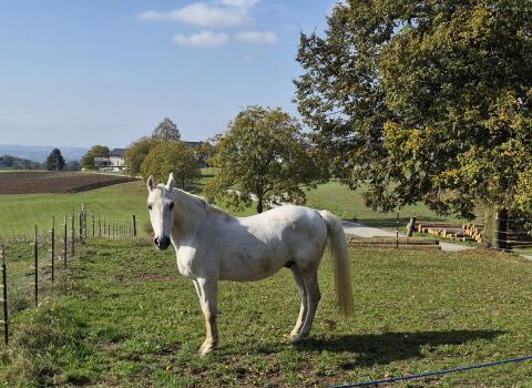 Lipizzaner-Wallach
