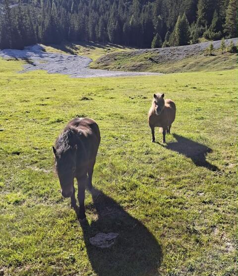 Ponys