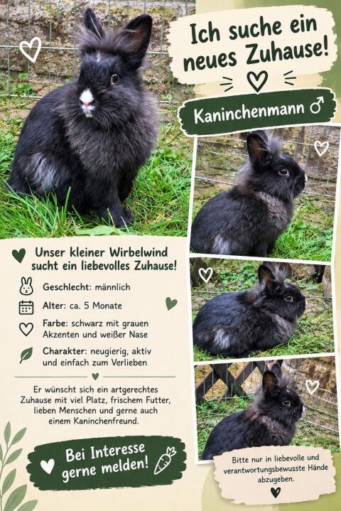 Hase