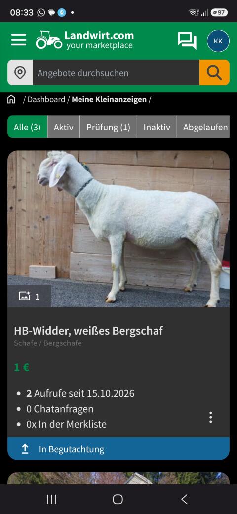 HB-Widder, weißes Bergschaf