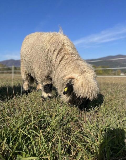 Walliser Schwarznasenschaf-Widder