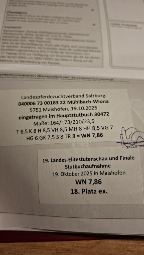 Mohrenkopfstute