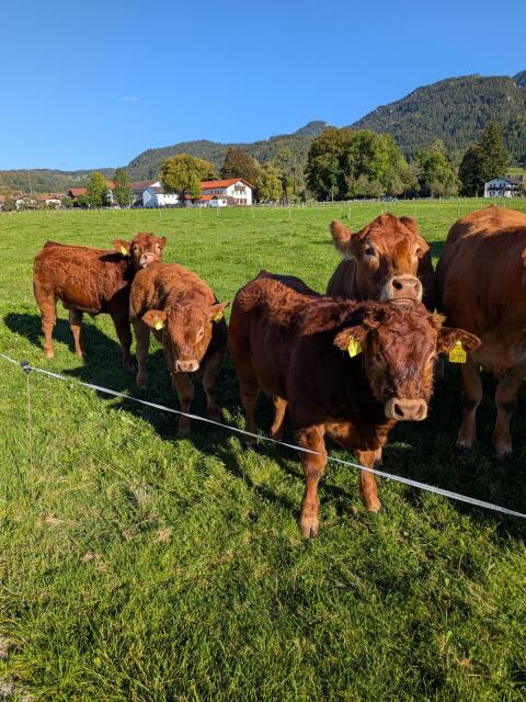 Limousin Absetzerbullen hornlos