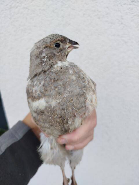 Wachtelhahn gratis