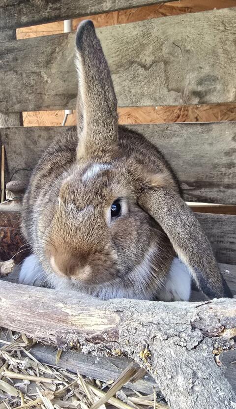 Kaninchen-Mischling