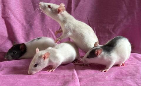 Liebevolle Ratten