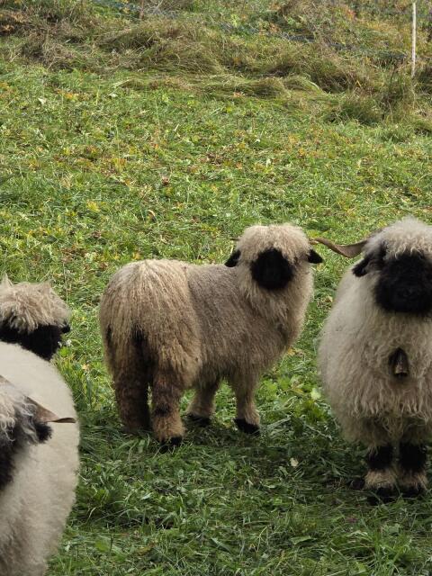 Walliser Schwarznasenschaf ohne Knieflecken vorne