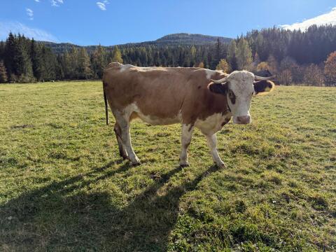 Bio Fleckvieh-Jungkuh in Milch