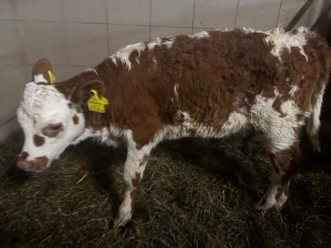 Weibliches Normande x Fleckvieh Kalb