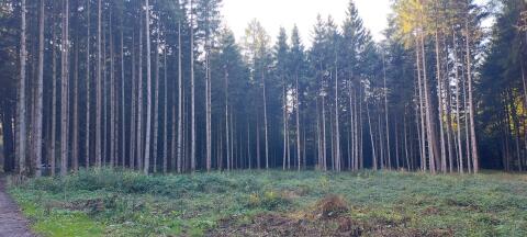 Waldgrundstück im Lkr. Traunstein