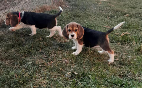 Beagle-Welpe (Weibchen) abzugeben