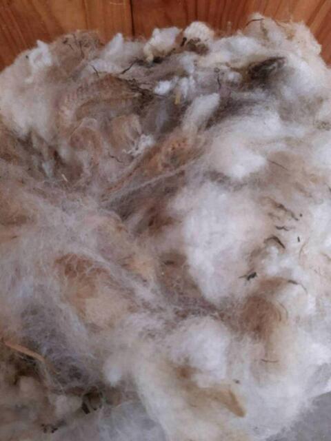 Schafwolle natur