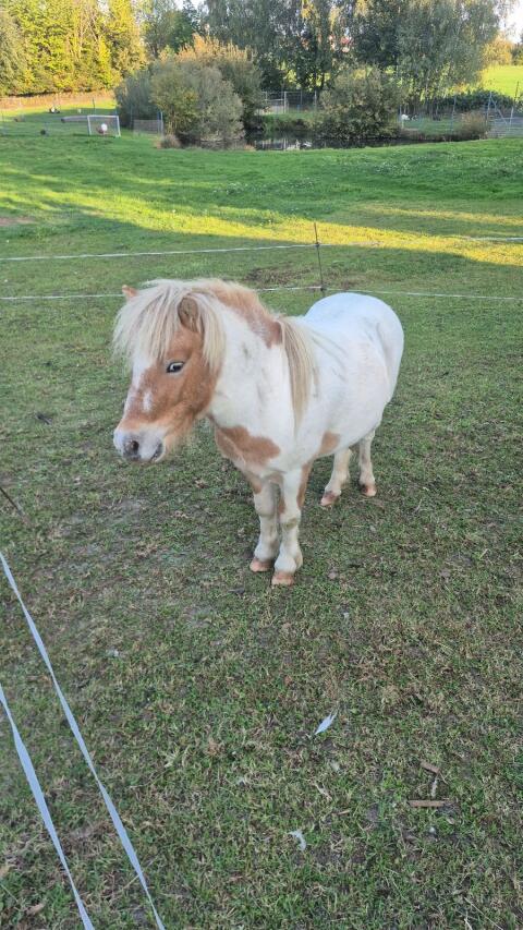 Mini-Shetlandpony