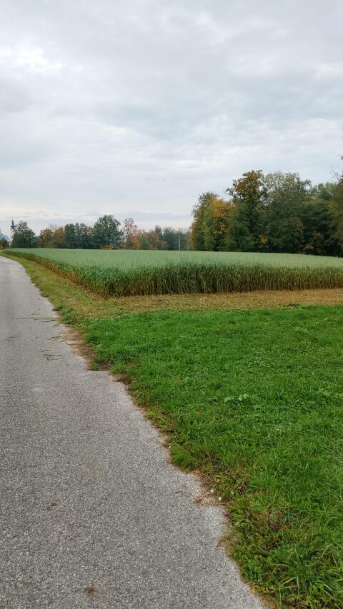 Feldfutter Silage
