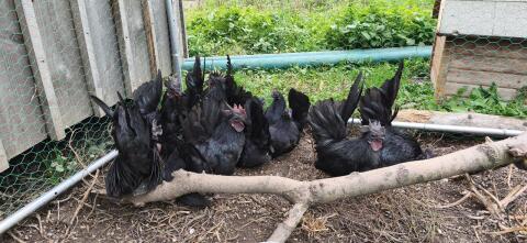 Chabo-Zwerghühner, kleine schwarze Schönheiten
