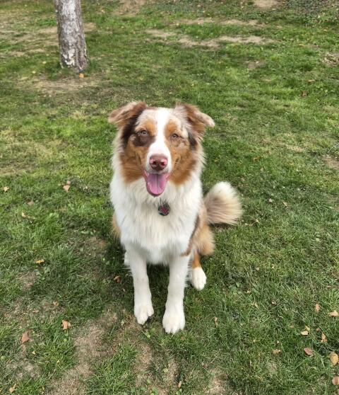 Australian Shepherd Hündin, 1 Jahr