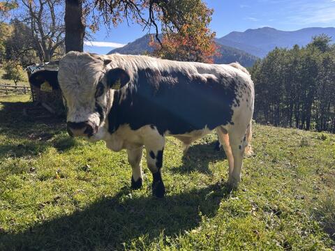 Pustertaler Sprinzen Stier, rot
