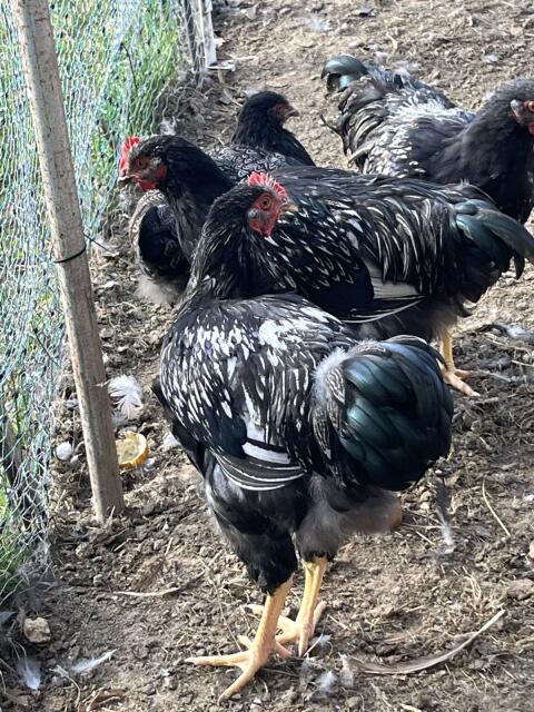 Barnevelder