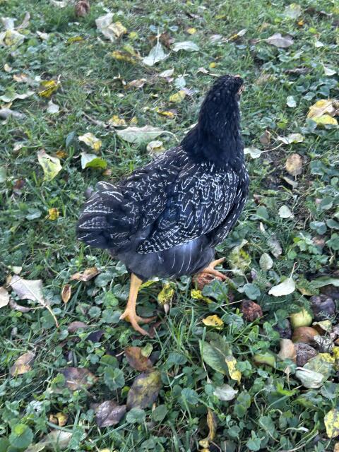 Barnevelder SSDG Junghahn, 3 Sussex Hennen