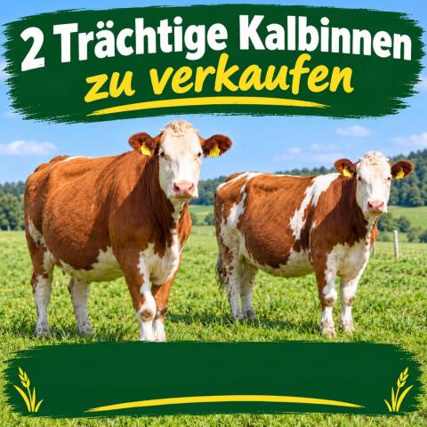 Trächtige Kalbinnen