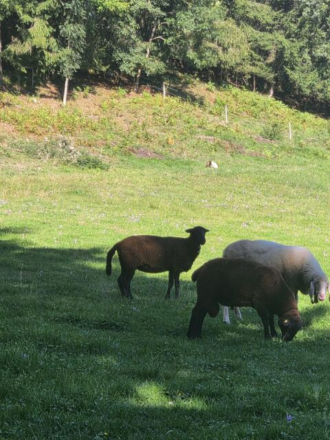 Jura-Widder und Altschaf