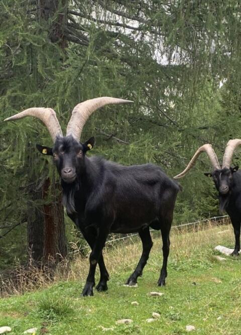 Aosta Ziegenbock