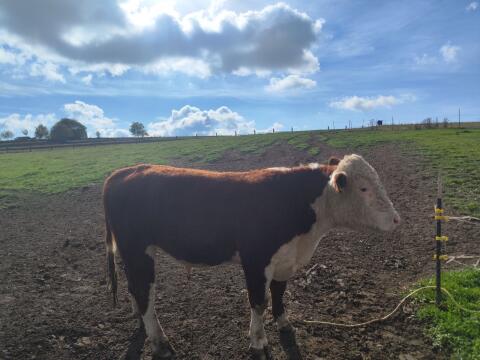 Hereford-Zuchtstier Bio