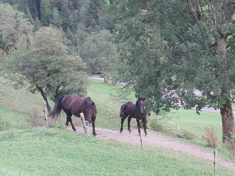 Stella, Noriker Stute