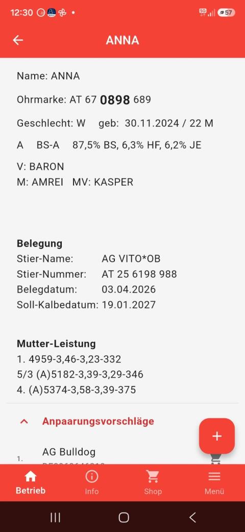 Kalbin zu verkaufen