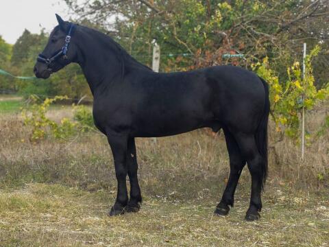 Friesenwallach Báró, 6 Jahre
