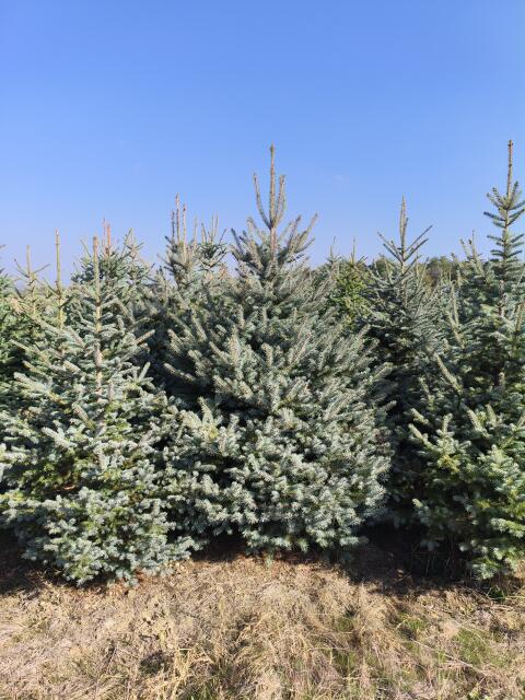 Weihnachtsbäume, Blaufichten