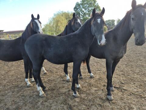 Junger Lipizzaner