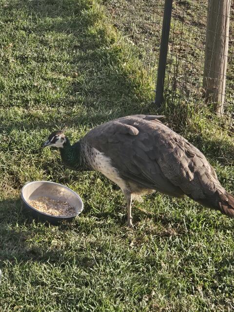 Pfau weiblich (Henne)
