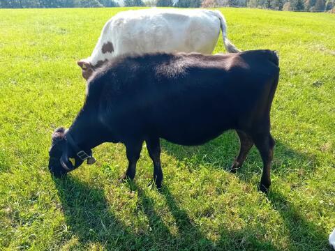 100% Wagyu