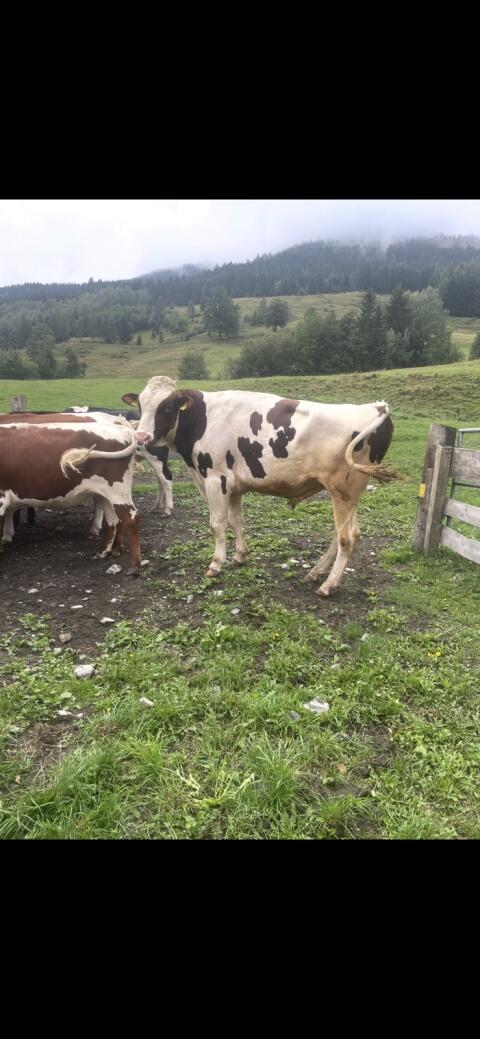 RF Stier zu verkaufen
