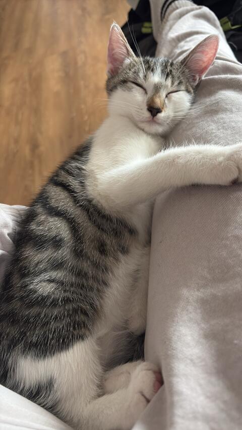 Katzenbabys