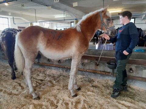 Simba, Haflinger-Hengst