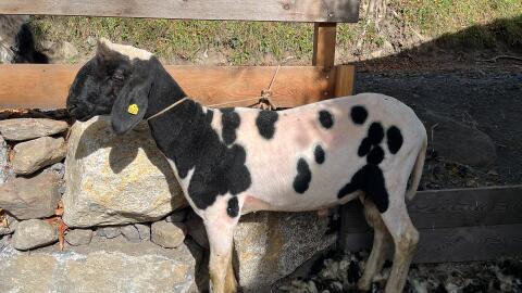 Tschechen-Widder