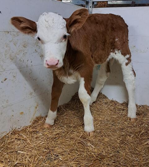 Fleckviehstierkalb