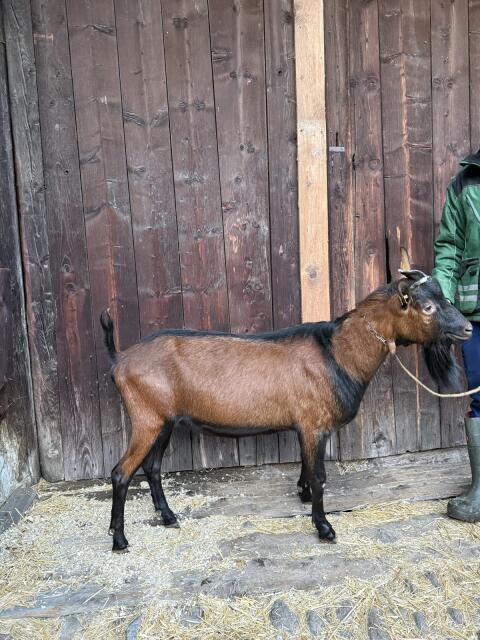 GGZ-Bock