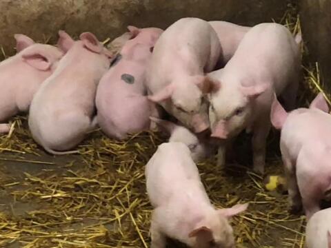Ferkel zum Abgeben