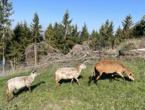 Weibliche Barbados Black Belly/Nolana Lämmer