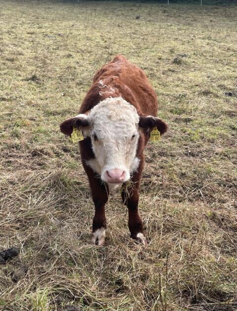 Männlicher Hereford-Absetzer