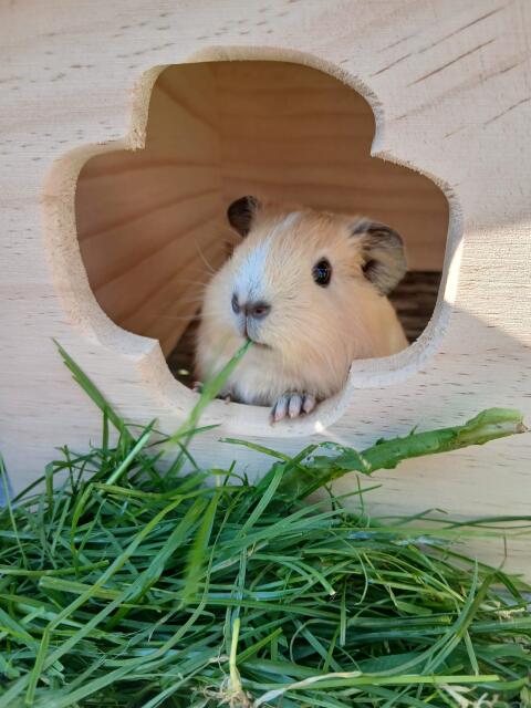 California-Meerschweinchen