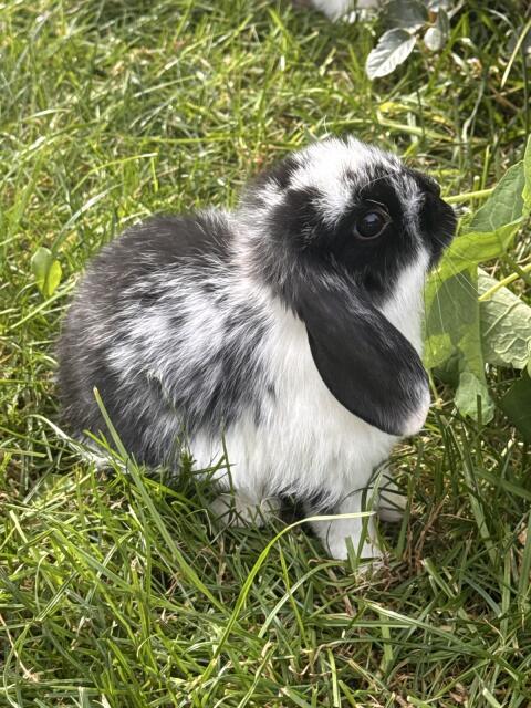Mini Lop Rammler sucht noch sein Zuhause