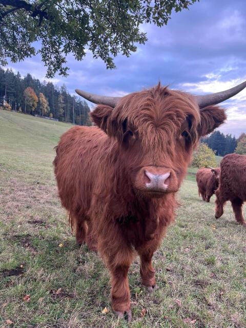 Hochlandrind-Kalbinnen Bio
