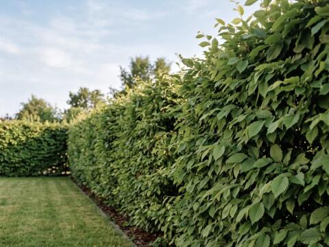 Hainbuche Hecke